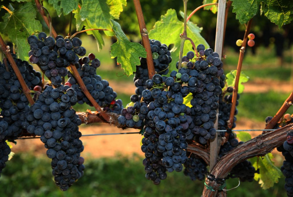Cabernet Franc and its potential in Argentina