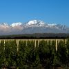 Terroir of contrasts: Uco Valley and Pedernal vs. East of Mendoza and Tulum Valley