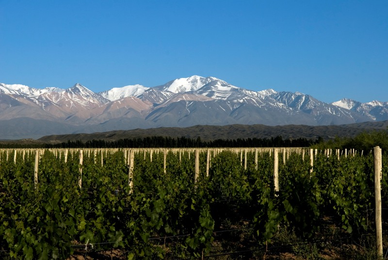 Terroir of contrasts: Uco Valley and Pedernal vs. East of Mendoza and Tulum Valley