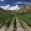 Salta: viñedos y empanadas a la sombra de un cactus