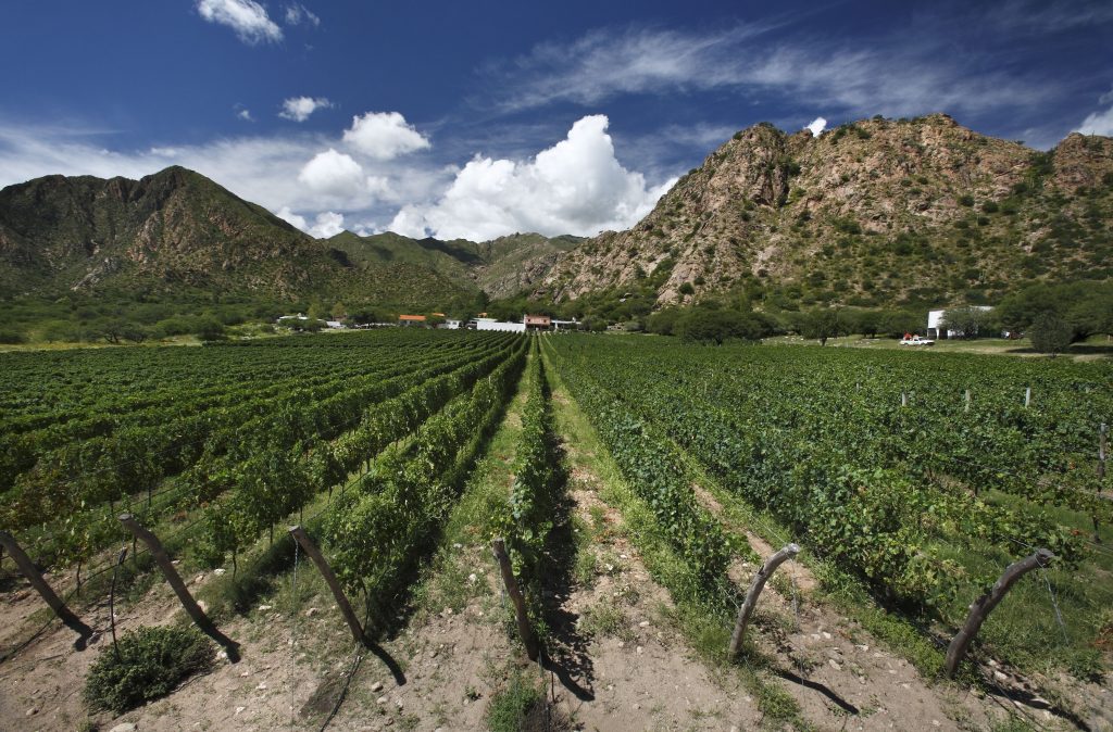 Salta: vineyards and empanadas in the shade of a cactus