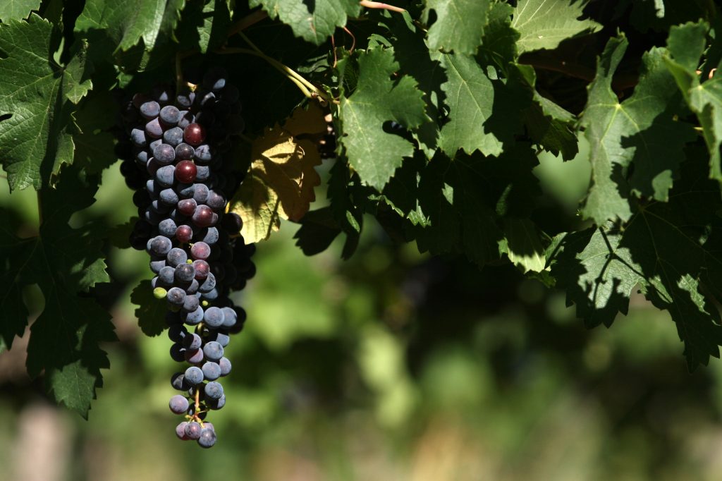 Six curiosities about Argentine Malbec