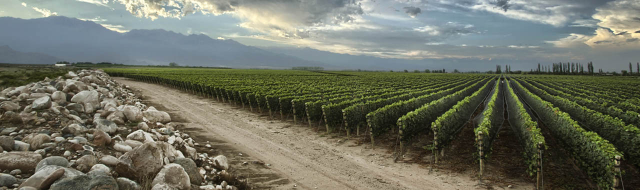 Gualtallary Versus Altamira: What Does Each One Offer? - Wines Of Argentina  Blog