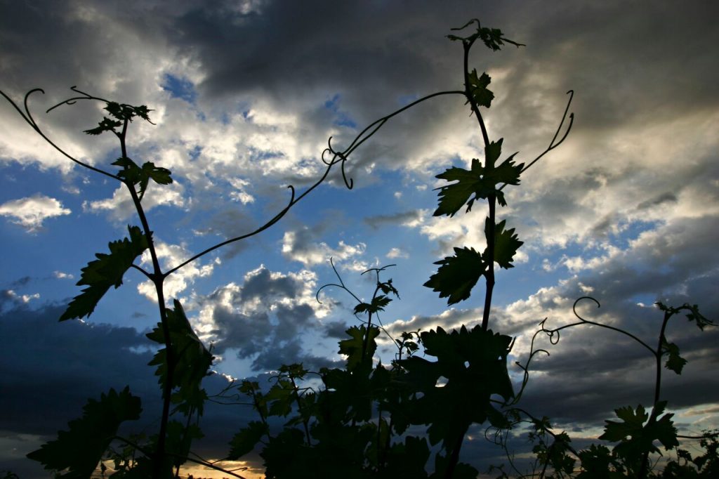 Crece la superficie de viñedos orgánicos en Argentina
