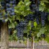 Meet the five types of tannins that can be found in Argentine wine