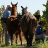 La viticultura biodinámica se extiende en Argentina