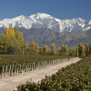 When to visit vineyards in Argentina