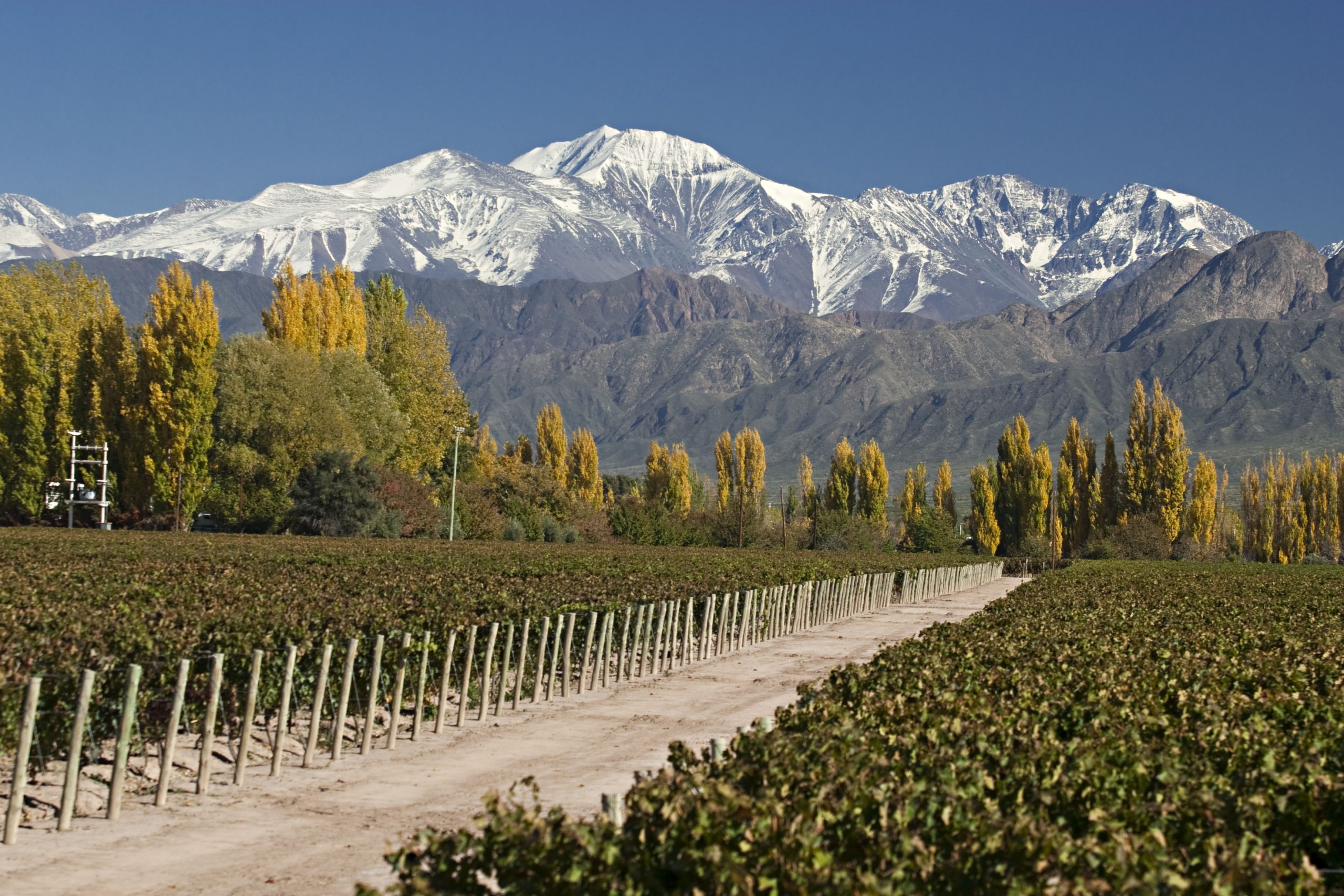 Mendoza - Wines of Argentina