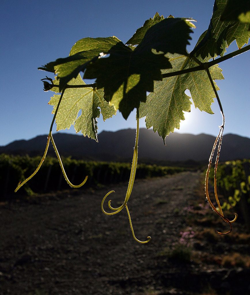 Los vinos bio y naturales se instalan en Argentina
