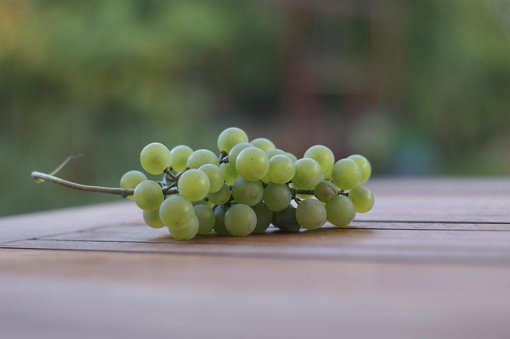 uvas blancas más plantadas de Argentina