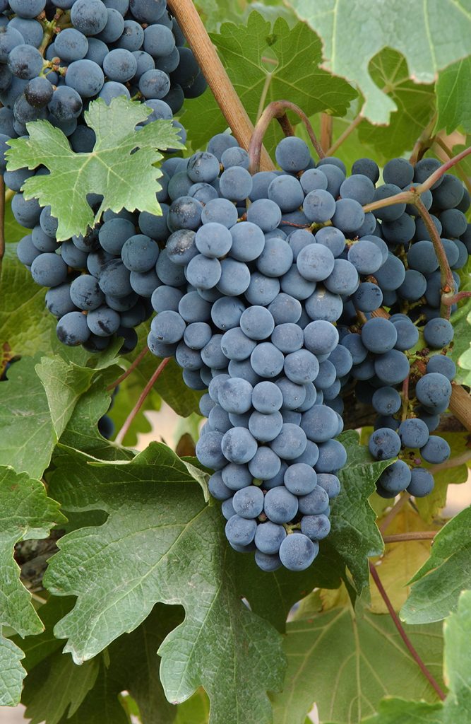 The most common red grapes in Argentina