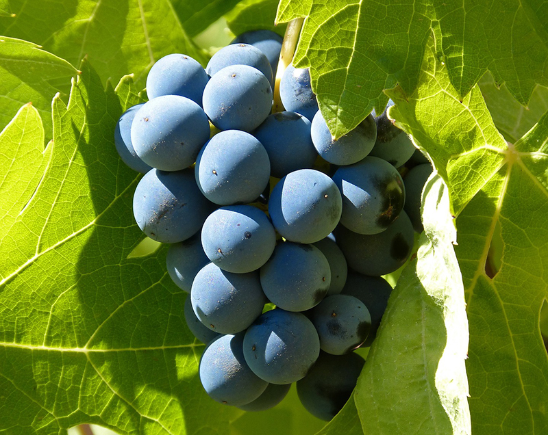 vinhas de cepas mediterrâneas na Argentina