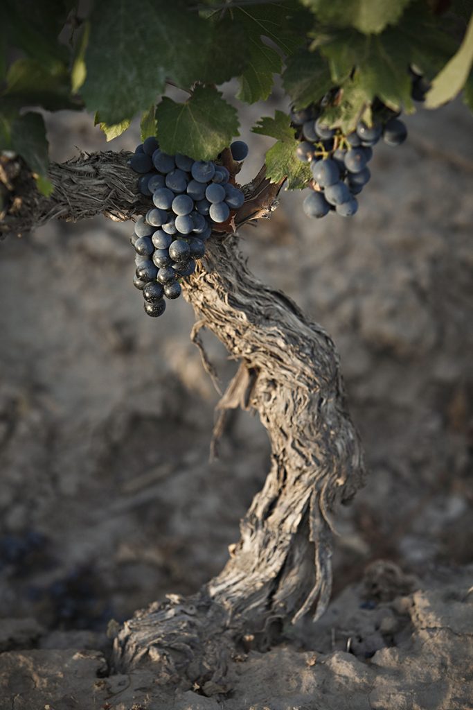 Uvas tintas más plantadas de Argentina