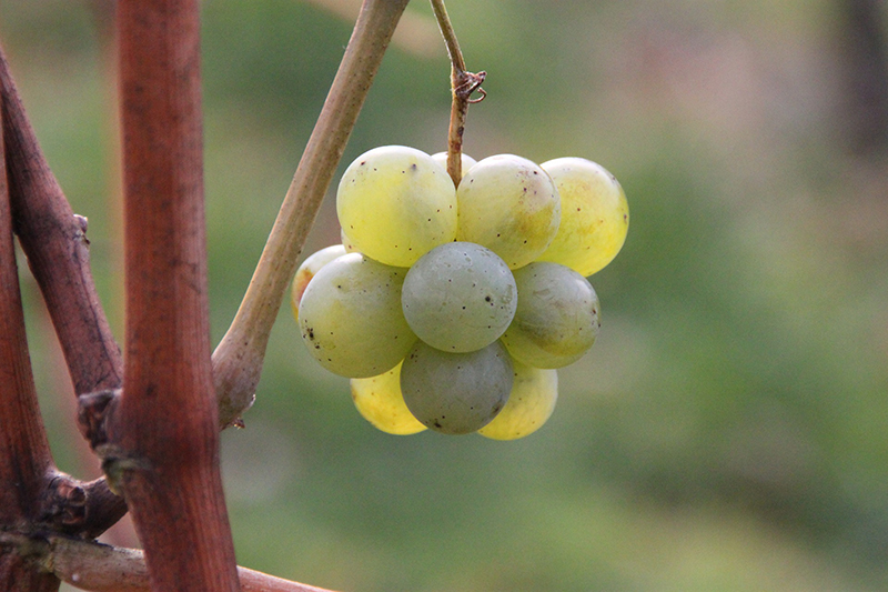 uvas blancas más plantadas de Argentina