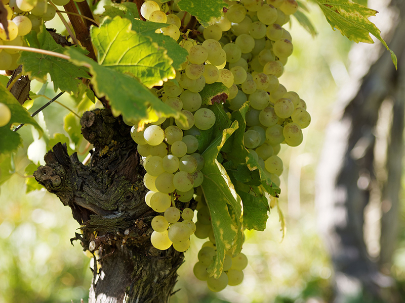 uvas-brancas mais plantadas na Argentina