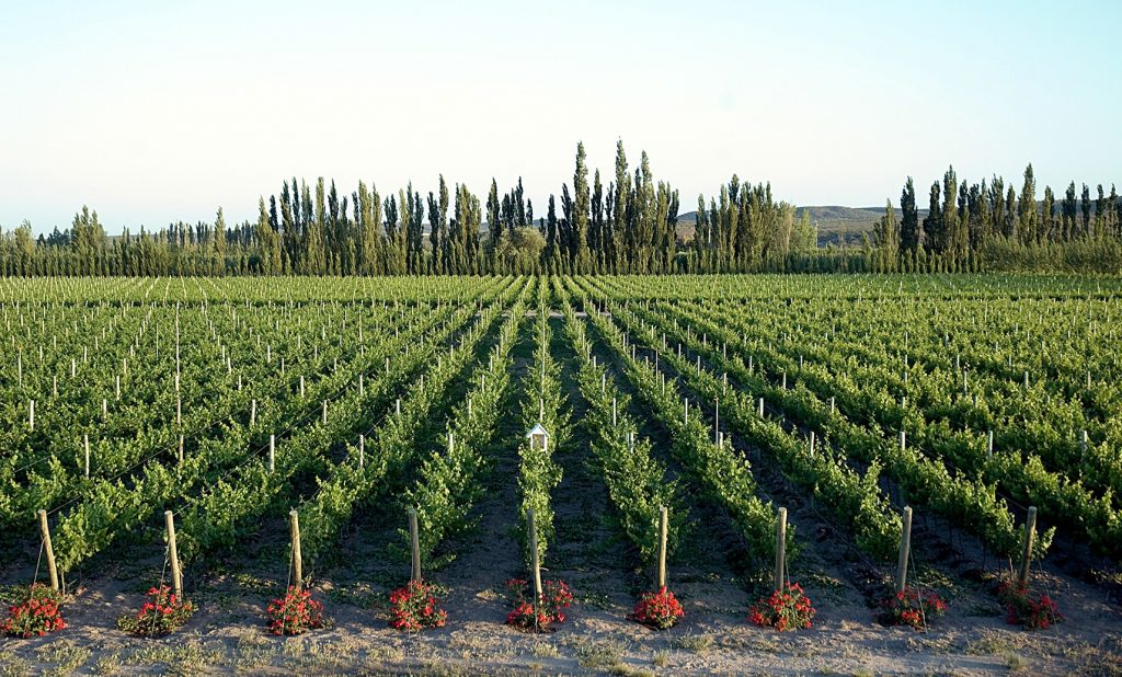 Wines of Río Negro