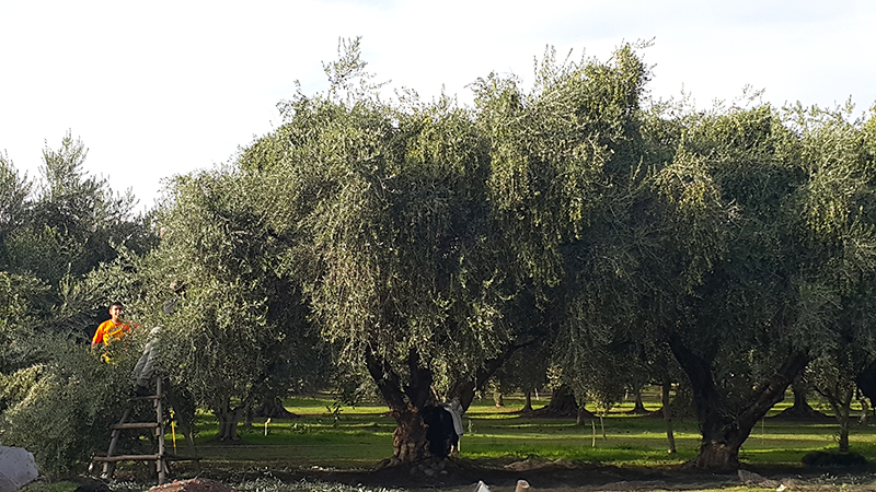 Aceite de oliva argentino