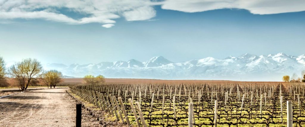 Panorama vitivinícola argentino