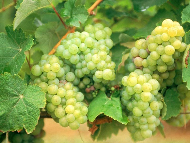 The wines of La Rioja