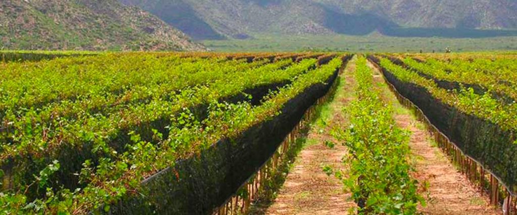 The wines of La Rioja