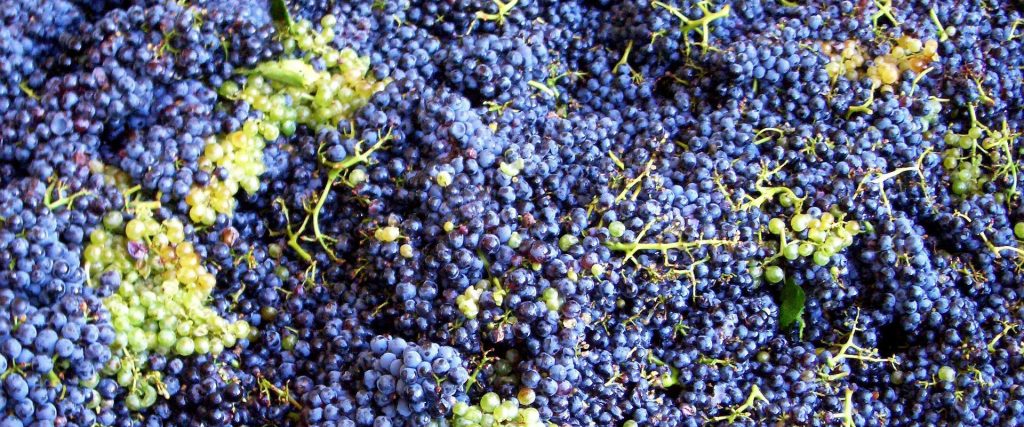 unconventional grape varieties in Argentina