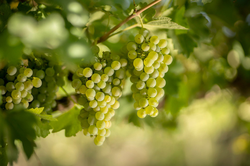 unconventional grape varieties in Argentina