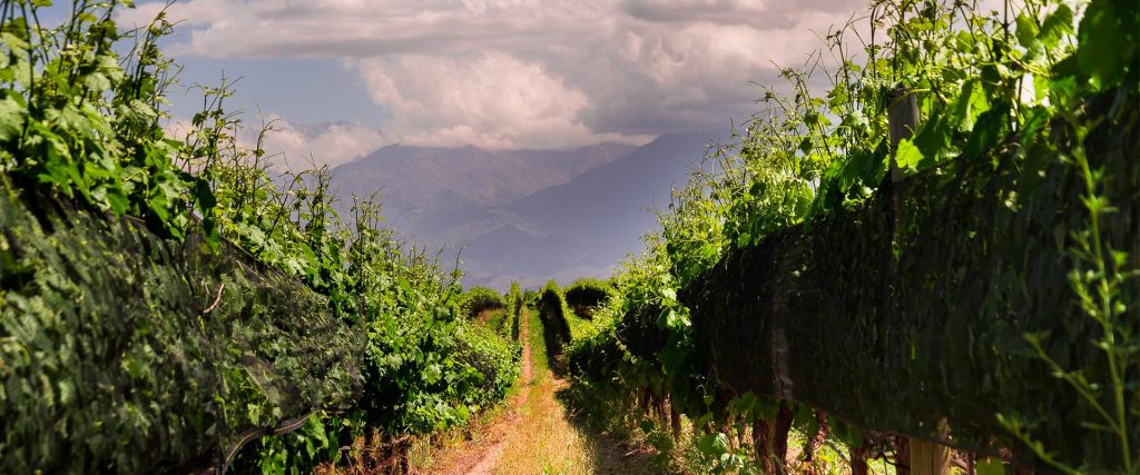 organic vineyards from Argentina