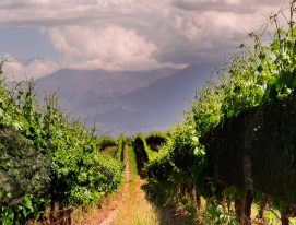 organic vineyards from Argentina