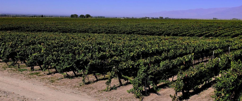 Agricultura regenerativa en Argentina: cultivar para cuidar el futuro del vino