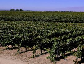 Agricultura regenerativa en Argentina: cultivar para cuidar el futuro del vino