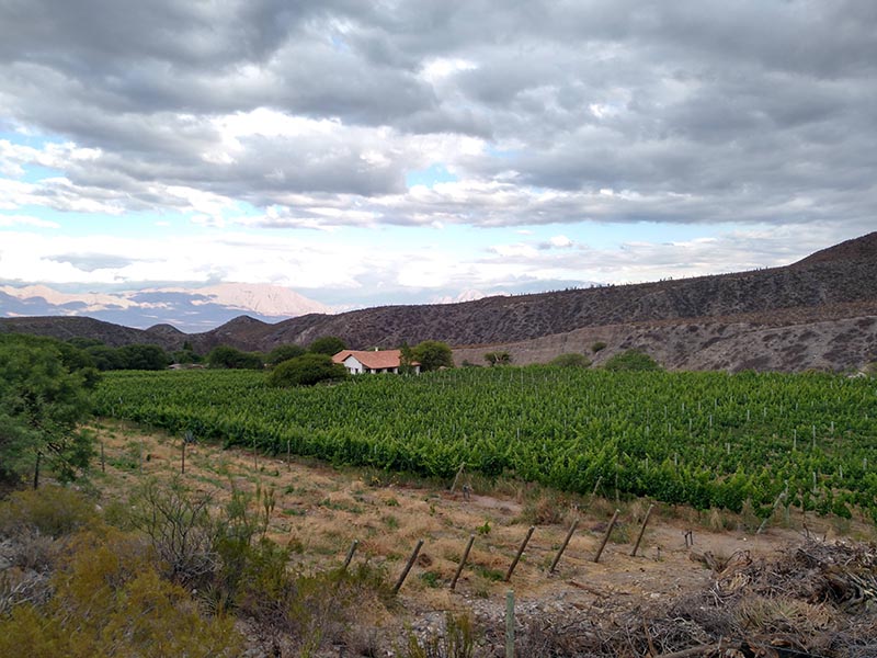 wines from the Calchaquí Valleys 