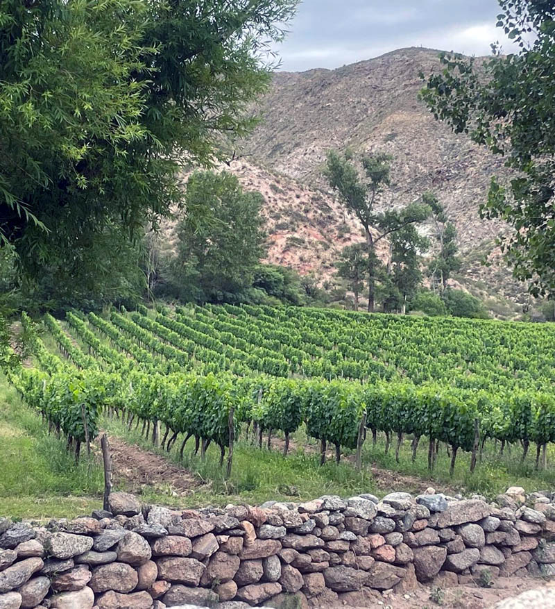 Small wineries in Salta