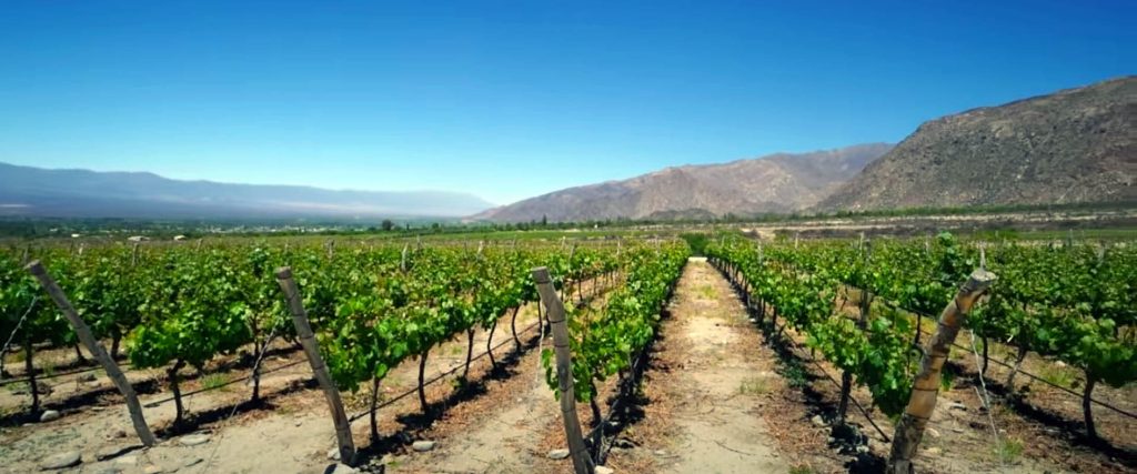 Pequeños productores de vino salteño