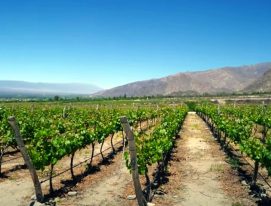 Pequeños productores de vino salteño