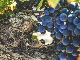 Fascinating Malbec facts