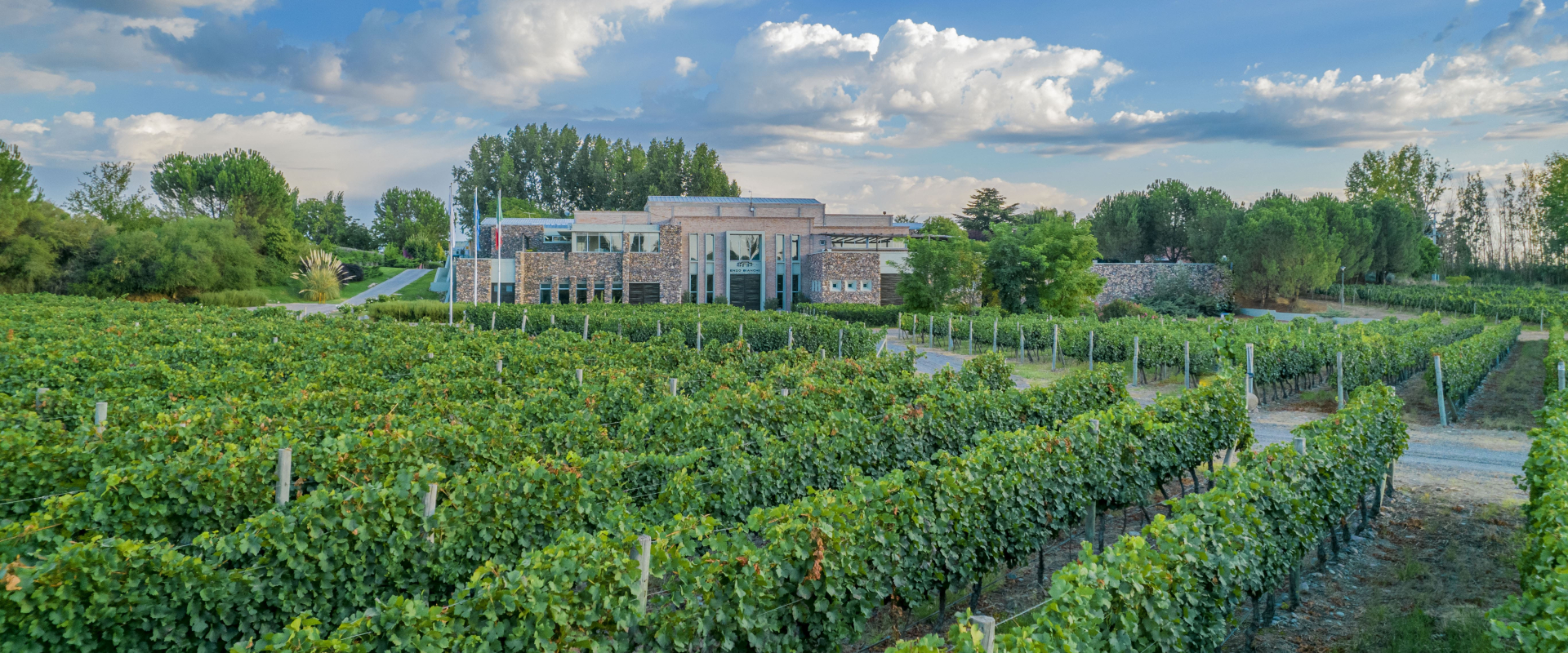 Características de las copas de vino – Bodegas Bianchi