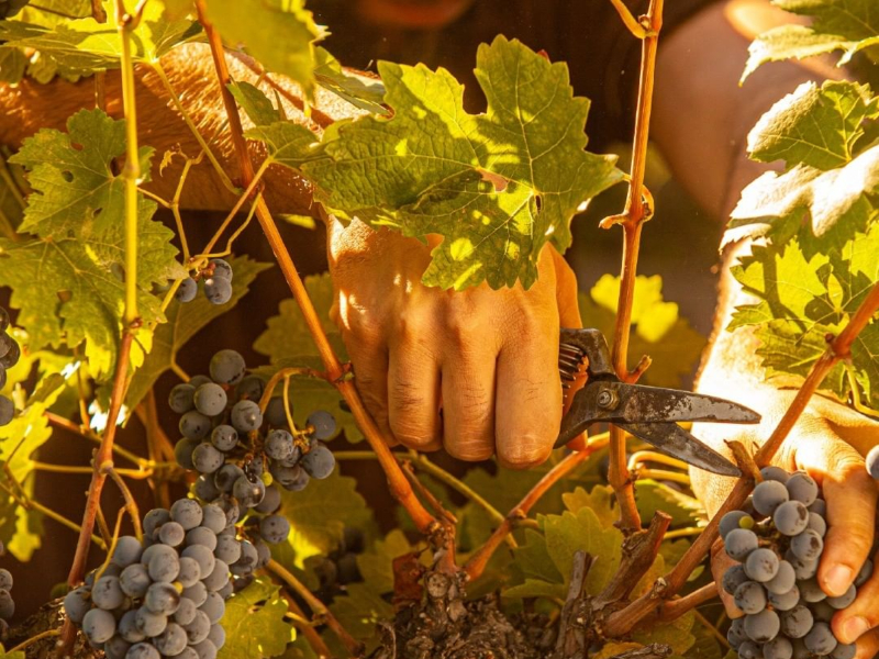 Regenerative viticulture