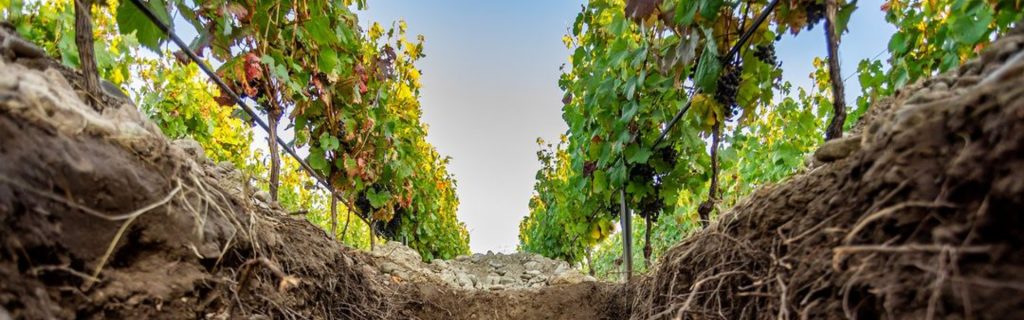 sustainable viticulture