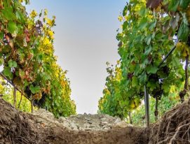 sustainable viticulture