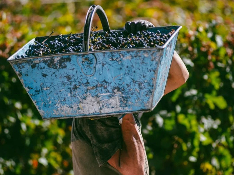 vitivinicultura sustentável