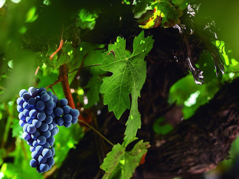 vitivinicultura sustentable