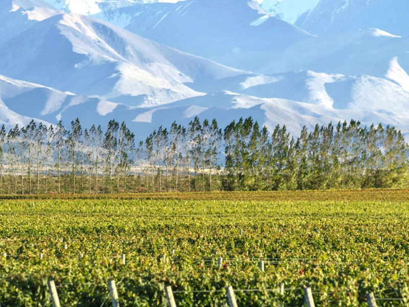 vitivinicultura sustentable