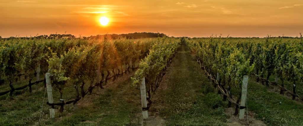 wineries certified in sustainability