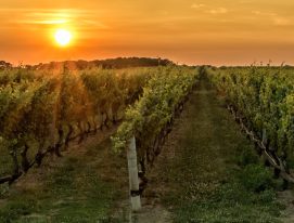 vinícolas se certificam em sustentabilidade