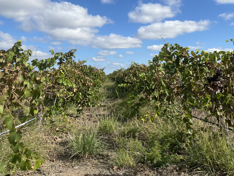 The east of Mendoza