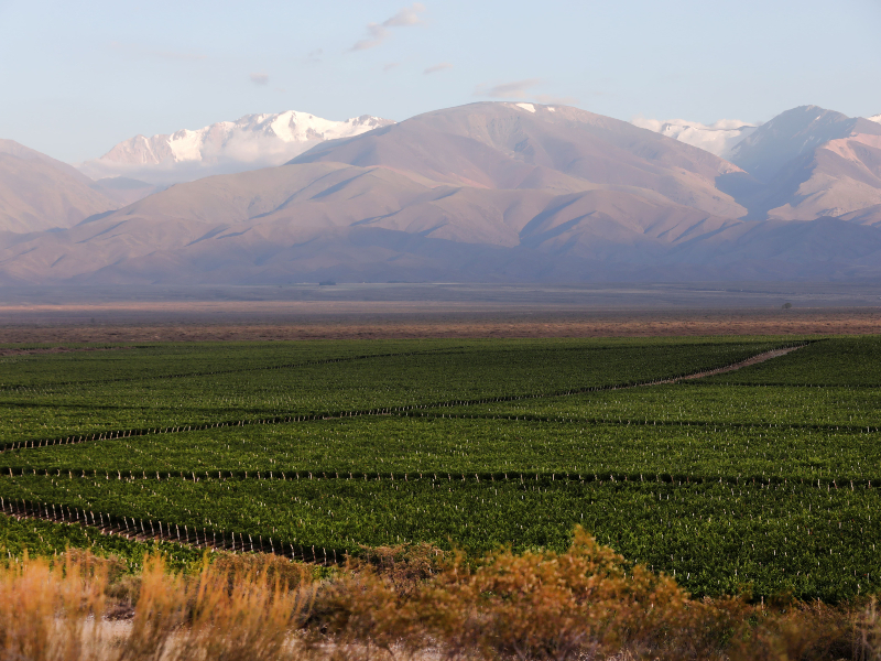 Bodega fabre