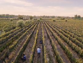 Bodega Trivento