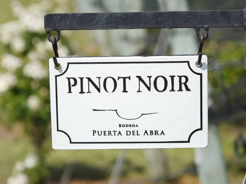 Pinot noir