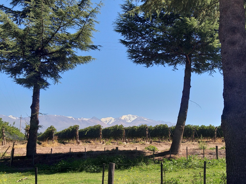 mitos sobre los vinos blancos