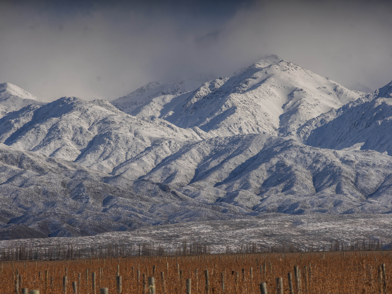 vinos blancos